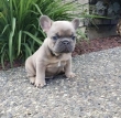 Ready French bulldog puppies for rehoming